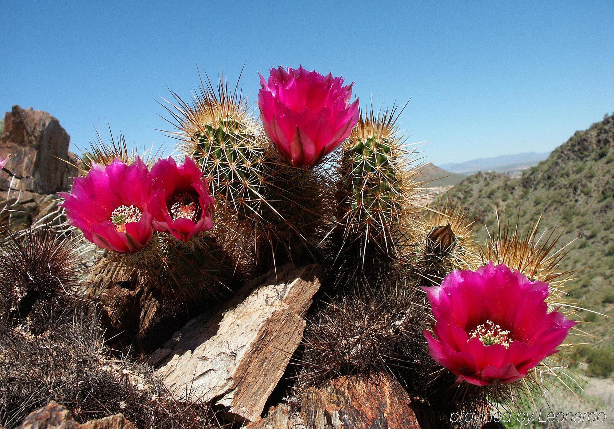 Hampton Inn Phoenix - Biltmore Luaran gambar